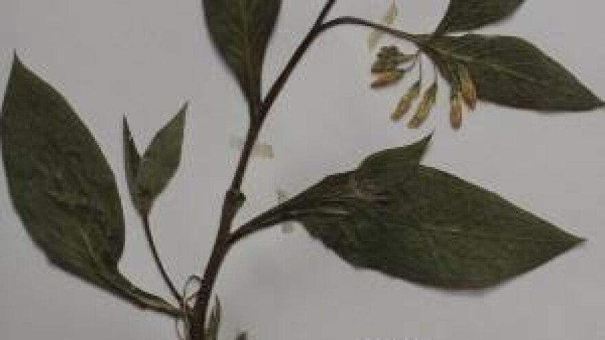 Kako ubrzati zacjeljivanje rana kod konja