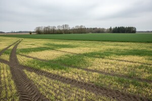 Žuti usjevi ozimog ječma, zašto dolazi do kloroze?