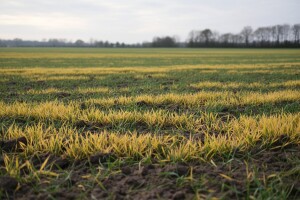 Žuti usjevi ozimog ječma, zašto dolazi do kloroze?