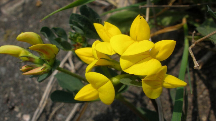 Svinđuša - uzgoj i upotreba