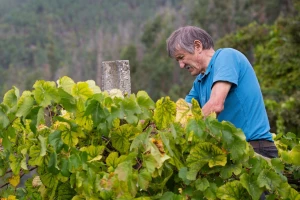 Edukacije vinogradara o patološkim žuticama