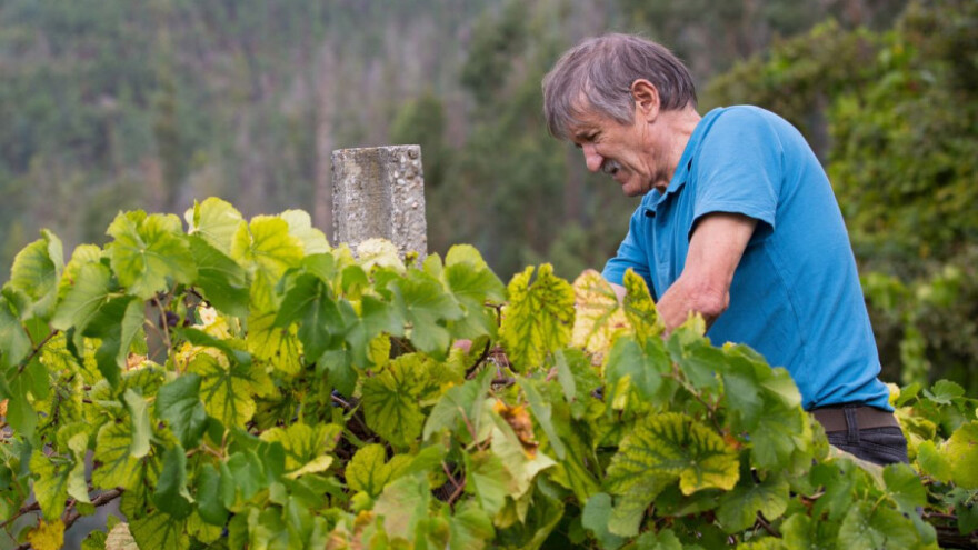 Edukacije vinogradara o patološkim žuticama