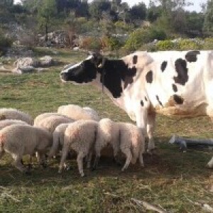 Vladimir Baričević