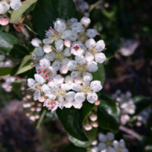 Jelena Petrovic Matijasic