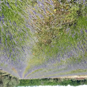 jadranka vučemilović