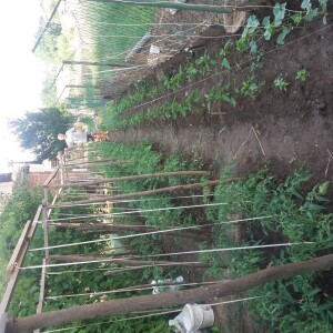 Zoran Ranisavljevic Viklovanje