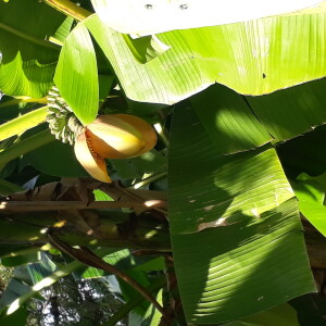 jasna.hrenovic@biol.pmf.hr