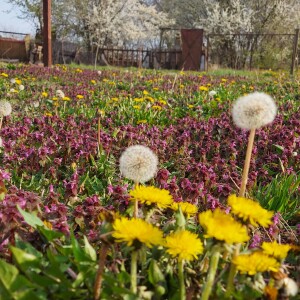 Jovana Kovacevic Ostojic