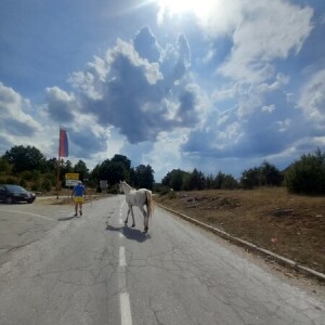 Aleksandra Ilic-Mrkajic