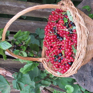 Udruga "Plodogi gorja Gorskog