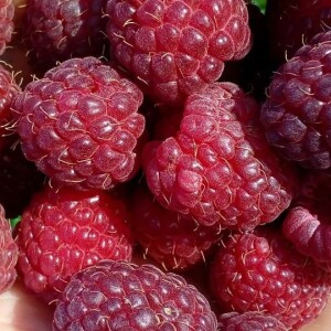 Slađan Milovanović