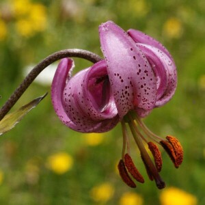 Jadranka Bunjevac Đaković