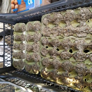 Filip Hodanje po Zemlji