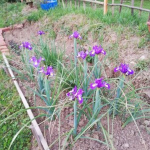 Ksenija Stijepović Kovač