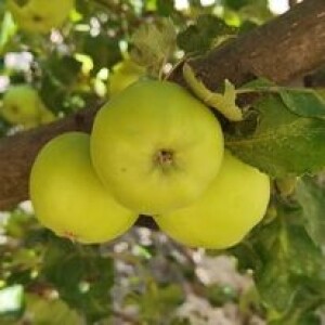 Aleksandra Radovanović