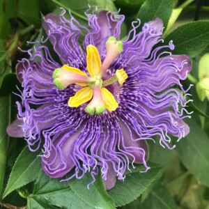 Vlado i Sonja Knezovic