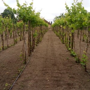 Père Petar Kovačev