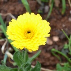 jadranka vučemilović