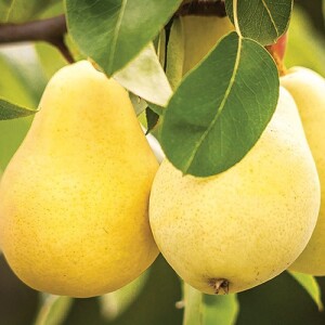 Boki_official TM Raškov