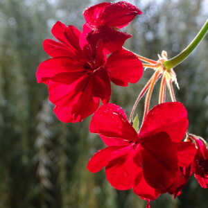 Štefica Dianežević