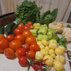 Andjelka Bunjevčević