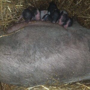 Uzgoj vijetnamski SVINJA Dostanic