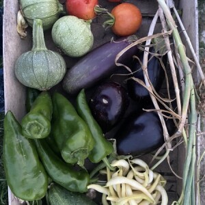 radumilo_danka@yahoo.com