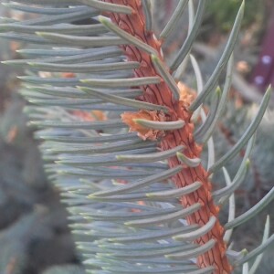 Милан Пиперски