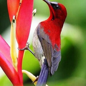 Rudolf Humski Humski