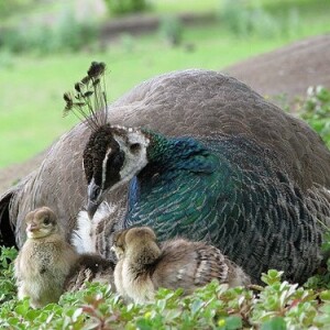 Јована Думитрашковић