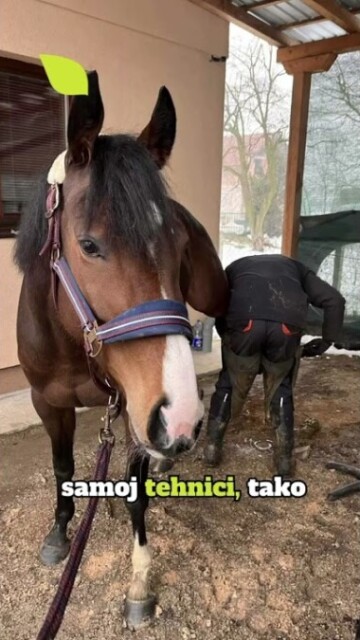 Haris Ganić - potkivač konja iz BiH