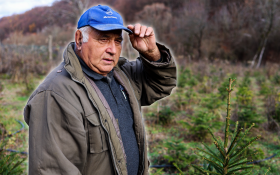 Uzgoj božićnih drvaca kod Đure Japarića u Sovskom Dolu