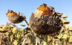 Utjecaj suše na suncokret, soju, slanutak i sirak | prof. dr. sc. Bojan Stipešević